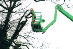 »Baumpflege-Arbeiten«
