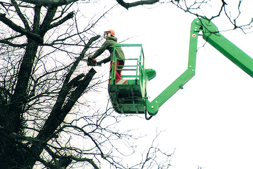 »Baumpflege-Arbeiten«
