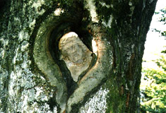 »Ein in ein Baum eingewachsenes Kruzifix«