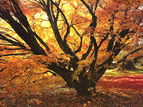 »Ein Baum im goldenen Herbstlicht«