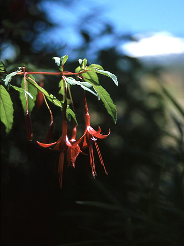 »Fuchsia magellanica«